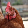 Ridge Rock Flock