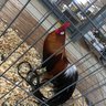 SunsetSpringFarm