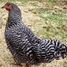 ATribeCalledChicken