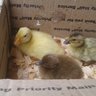 Duckie2006
