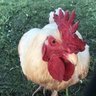 Hoss the Rooster