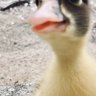 Baby_the_duckling