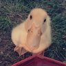 QuackerMama