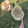 ChickenPickle