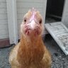 ORCatnChickenMom