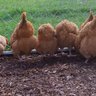 Broody Bottoms