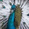 Luvbirds0303