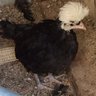 Doodle_Chickens
