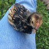 ChickenFarmer61804