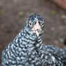WetFeathers