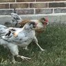 TXChickenFarmer01