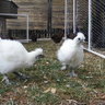 Fistfull of Silkies