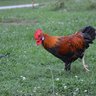 Chickittymel