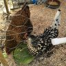MrsMacChicken