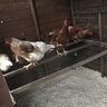 Harry’sChickens