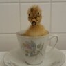 Dancing Duck Farm
