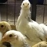 Eggy_II
