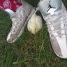 Closetchickens