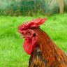 Redcap Chickens Farms