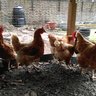 mystic_chickens