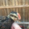 ChickenMamaBee