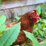 kevinmaysie