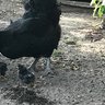 Chicken Goujon
