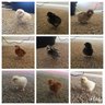 Happychickmomma