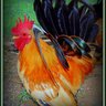 Bantamn Beauty Chicks
