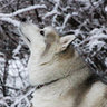 Wolfy89