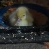 3kidsandaduck