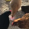 Nuggetbeackerastro