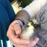 Danigyrl
