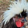 Bub the Chicken Hoarder
