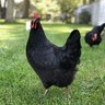 ChickenMamaAsh
