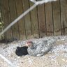 Leghornchicken