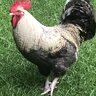PoultryPeace