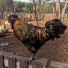 jessfarm