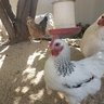 fallchickens