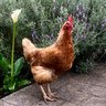 OZ-farm-MS