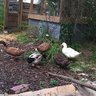 LovingDucks