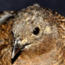 Button Quail 123