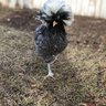 FancyChickenLady