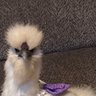 chicken_nugget