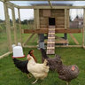 TipperaryChickens