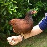 Carolina - Chickens
