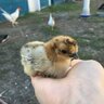 silkiemew