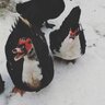 Mad Chicken