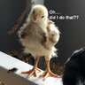Florida Chicken Lady