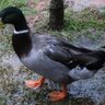 Waddle woman